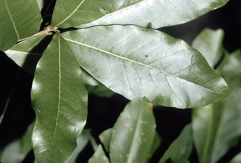 Shingle Oak (Quercus imbricaria) in Middle Tennessee