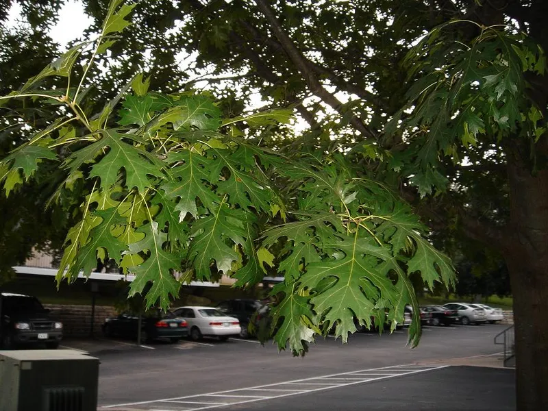 Shumard Oak (Quercus shumardii) in Middle Tennessee