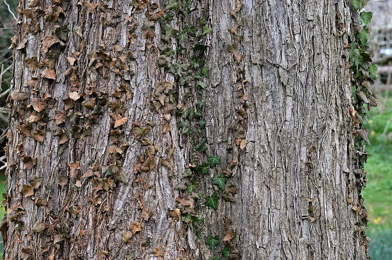 Slippery Elm (Ulmus rubra) in Middle Tennessee