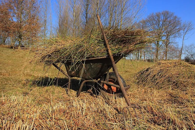 Soft Rush (Juncus effusus) in Middle Tennessee