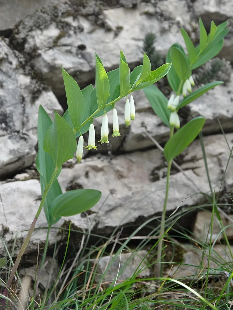 Solomon’s Seal (Polygonatum odoratum) in Middle Tennessee