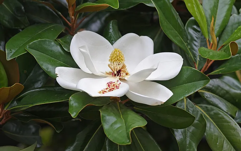 Southern Magnolia (Magnolia grandiflora) in Middle Tennessee
