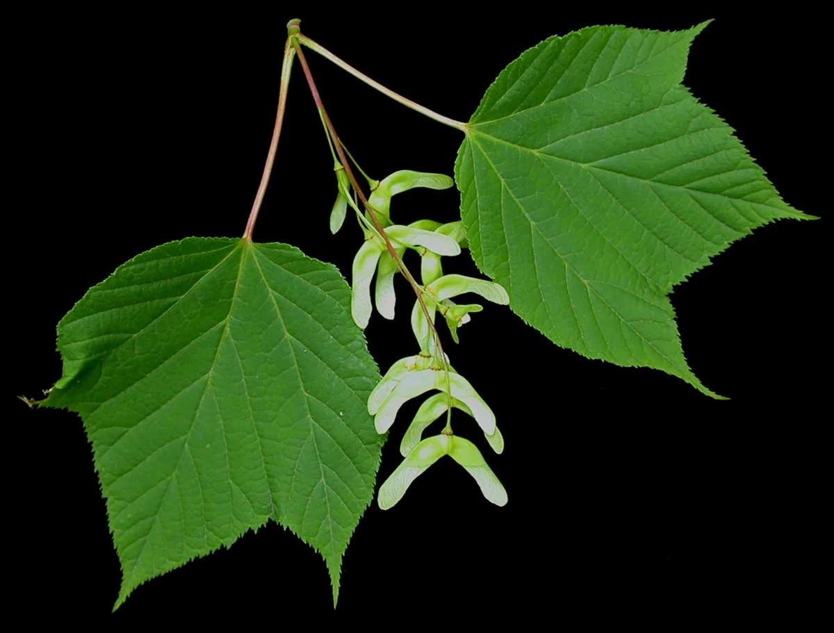 Striped Maple thumbnail 2