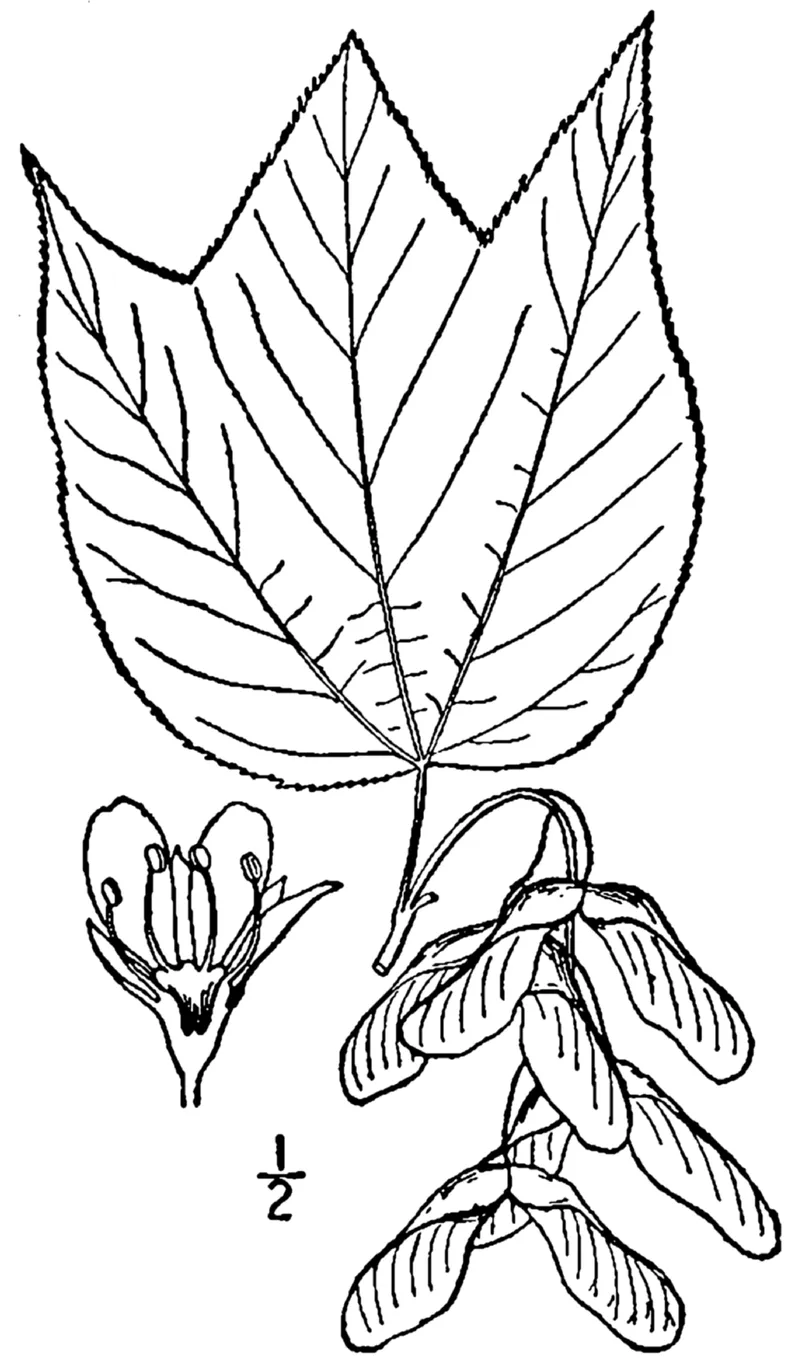 Striped Maple (Acer pensylvanicum) in Middle Tennessee