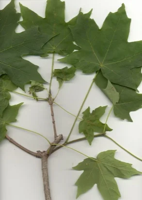 Sugar Maple (Acer saccharum) in Middle Tennessee