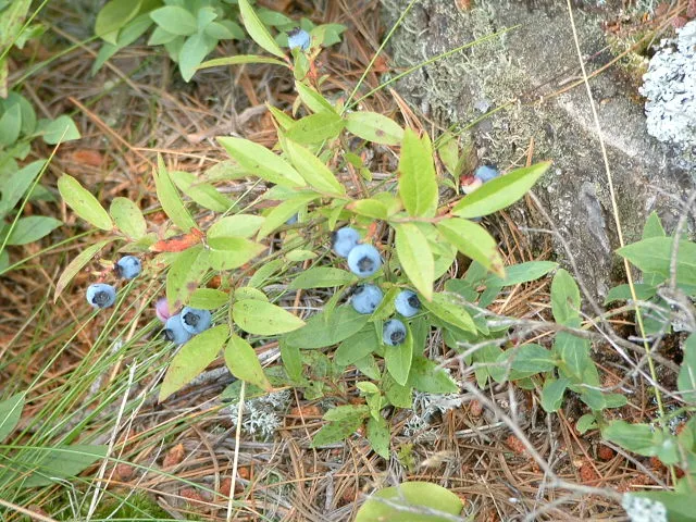 Sugarberry (Celtis laevigata) in Middle Tennessee