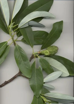 Sweet Bay Magnolia (Magnolia virginiana) in Middle Tennessee