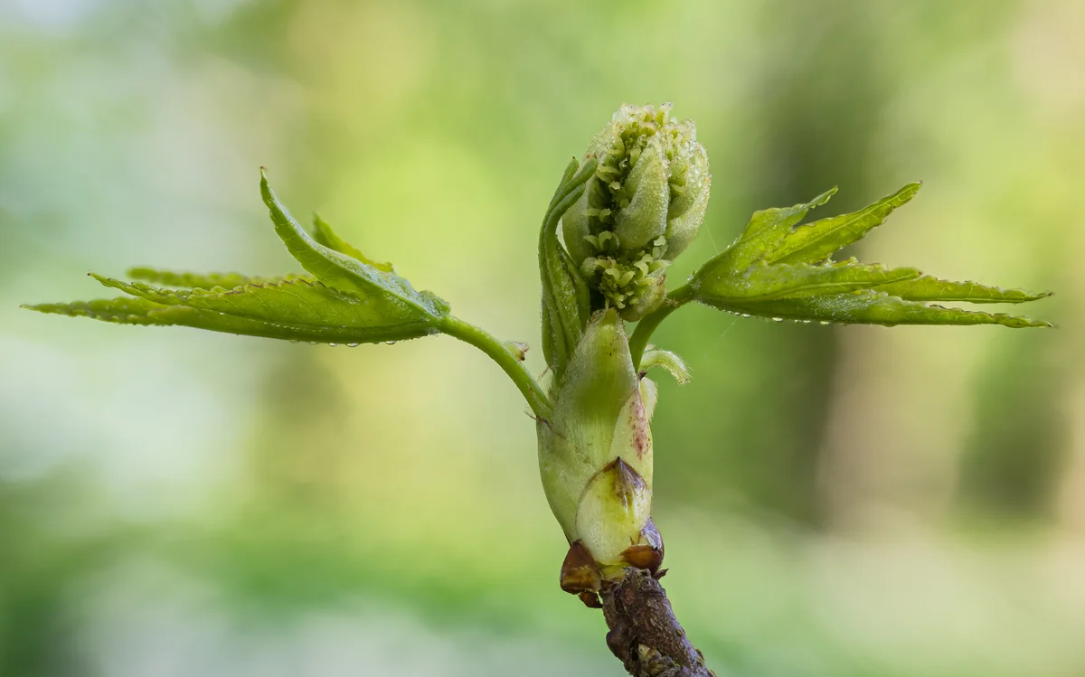 Sweetgum thumbnail 3