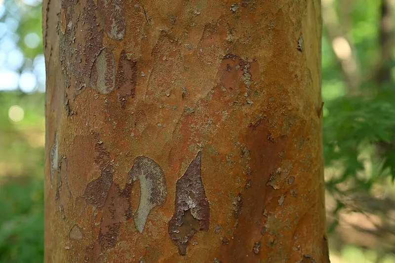 Tall Stewartia (Stewartia monadelpha) in Middle Tennessee