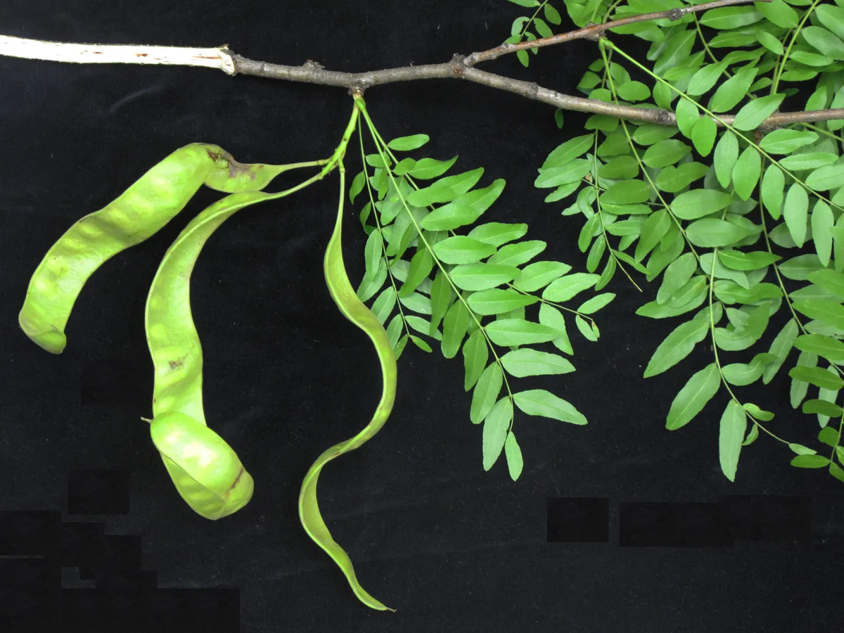Thornless Honeylocust thumbnail 2
