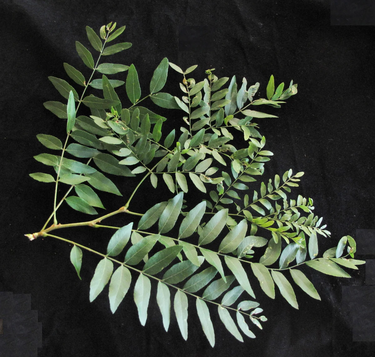 Thornless Honeylocust thumbnail 3