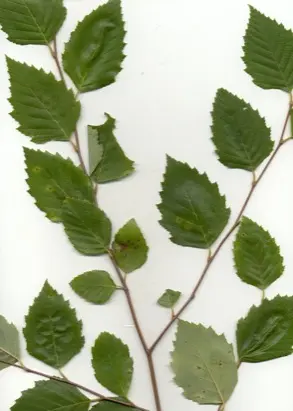 River Birch in Middle Tennessee