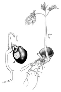Yellow Buckeye in Middle Tennessee