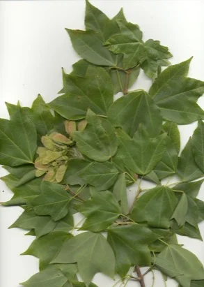 Trident Maple (Acer buergerianum) in Middle Tennessee