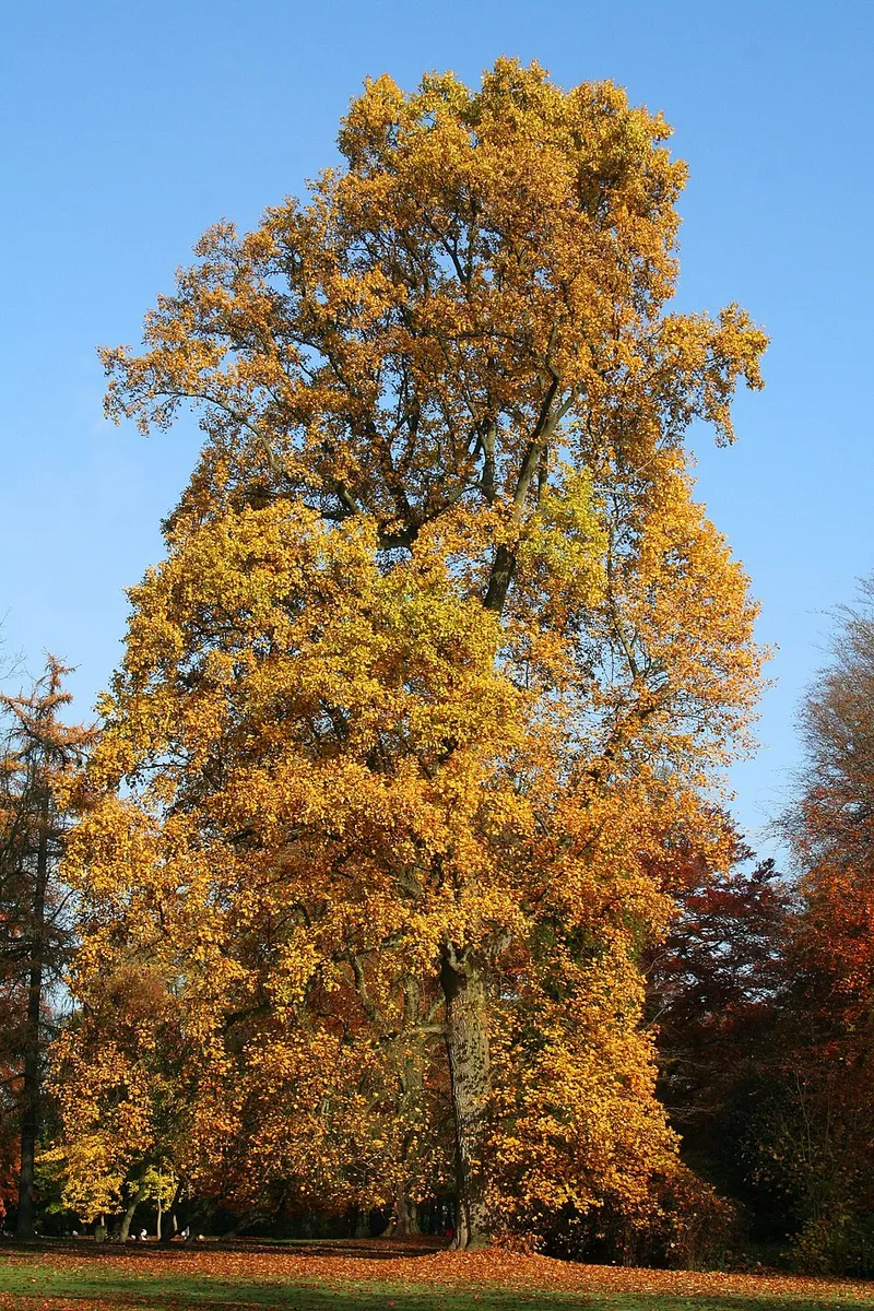 Tulip Poplar (Liriodendron tulipifera) in Middle Tennessee