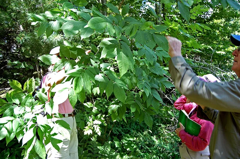 White Ash (Fraxinus americana) in Middle Tennessee