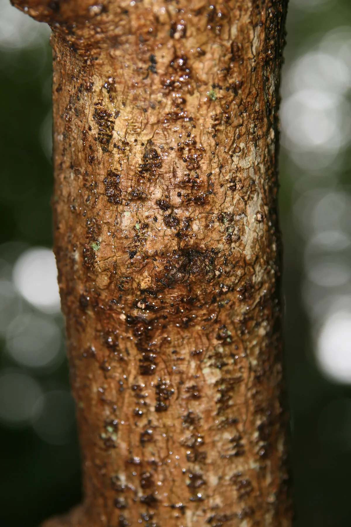 White Fringetree thumbnail 2