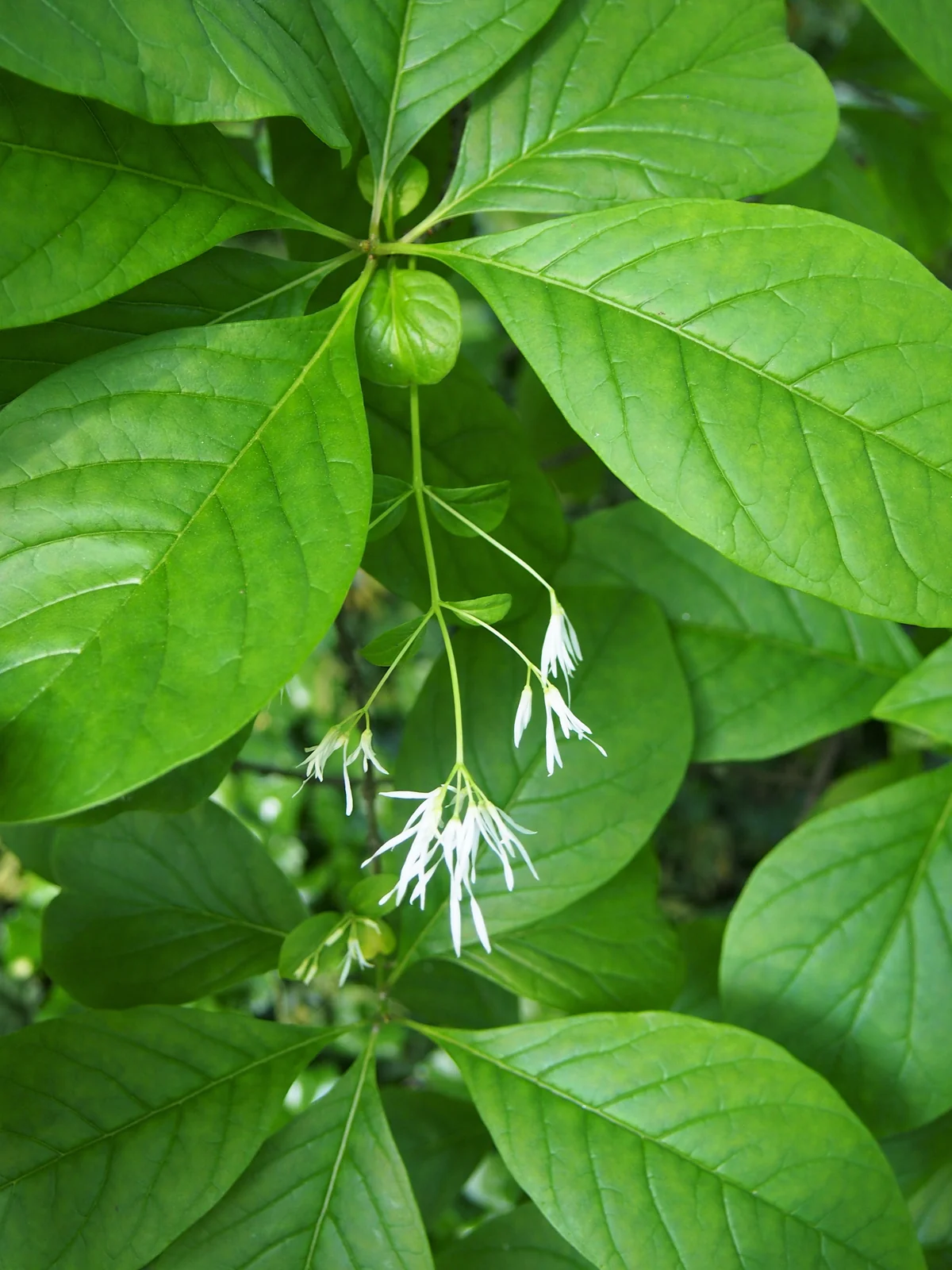 White Fringetree thumbnail 3