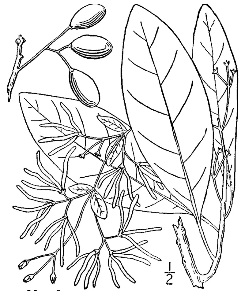 White Fringetree (Chionanthus virginicus) in Middle Tennessee