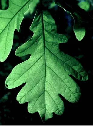 White Oak (Quercus alba) in Middle Tennessee