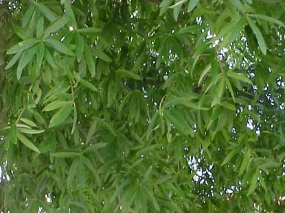 Willow Oak (Quercus phellos) in Middle Tennessee