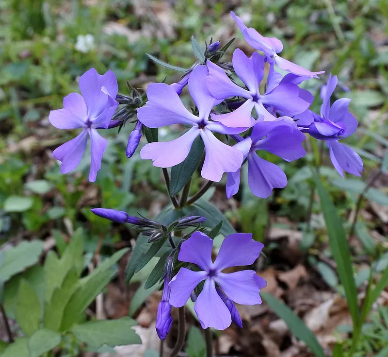 Woodland Phlox (Phlox divaricata) in Middle Tennessee