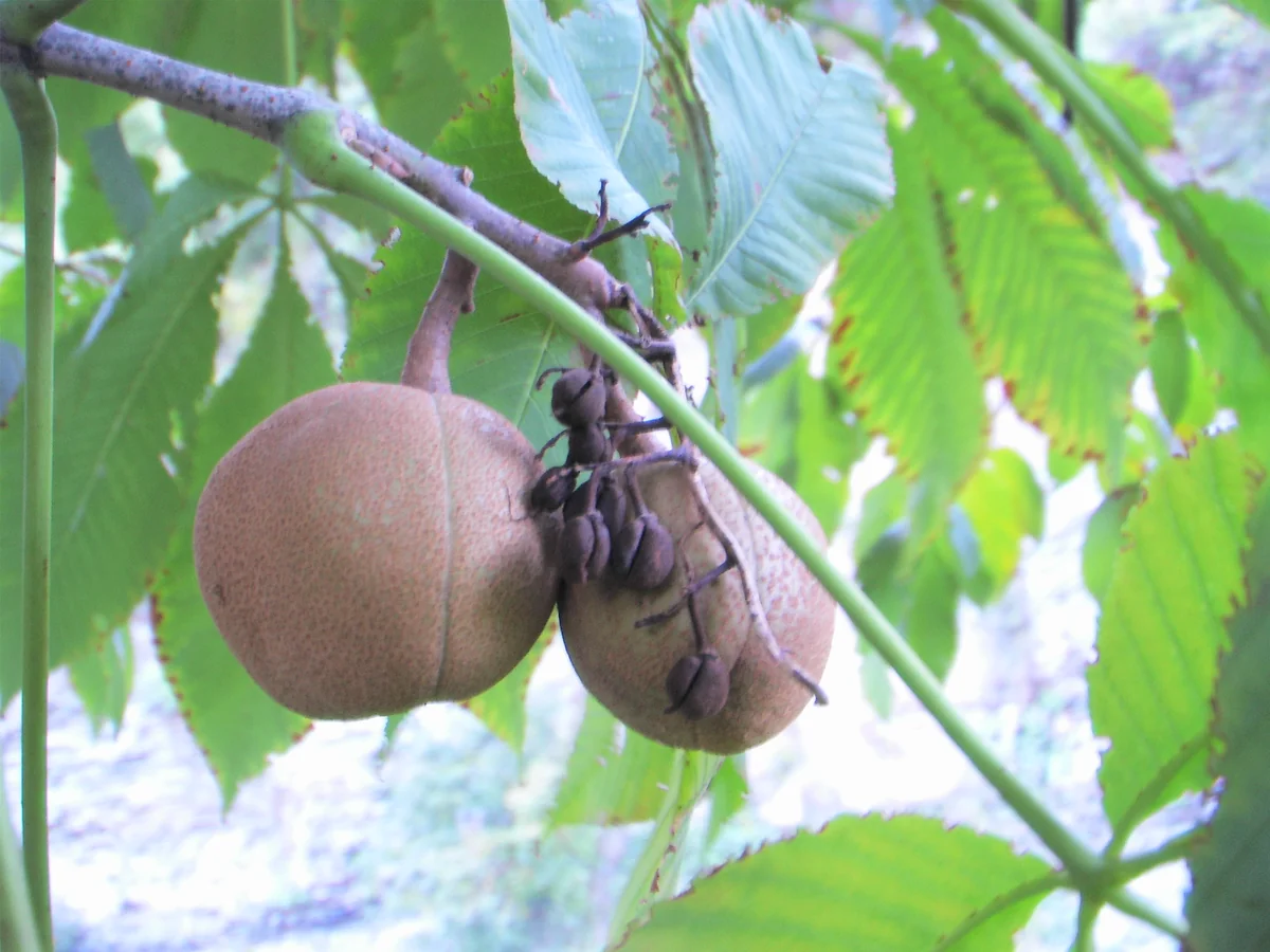 Yellow Buckeye thumbnail 2