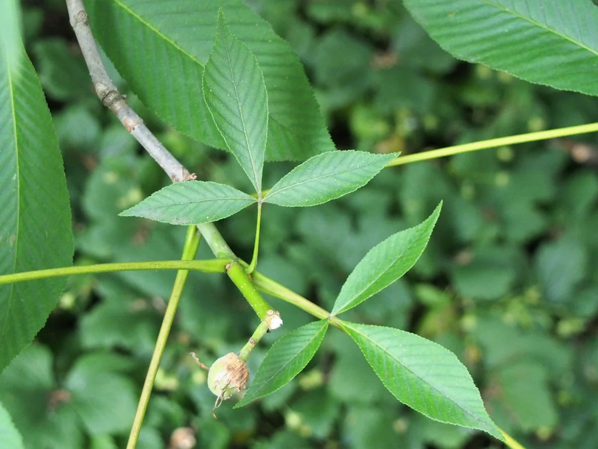 Yellow Buckeye thumbnail 3