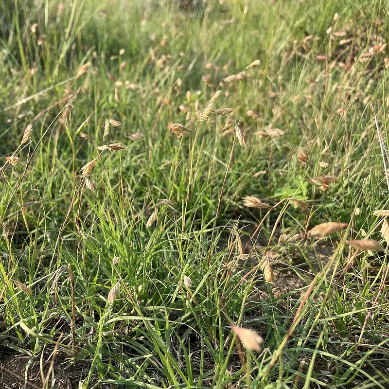 Buffalograss (Bouteloua dactyloides) in Middle Tennessee