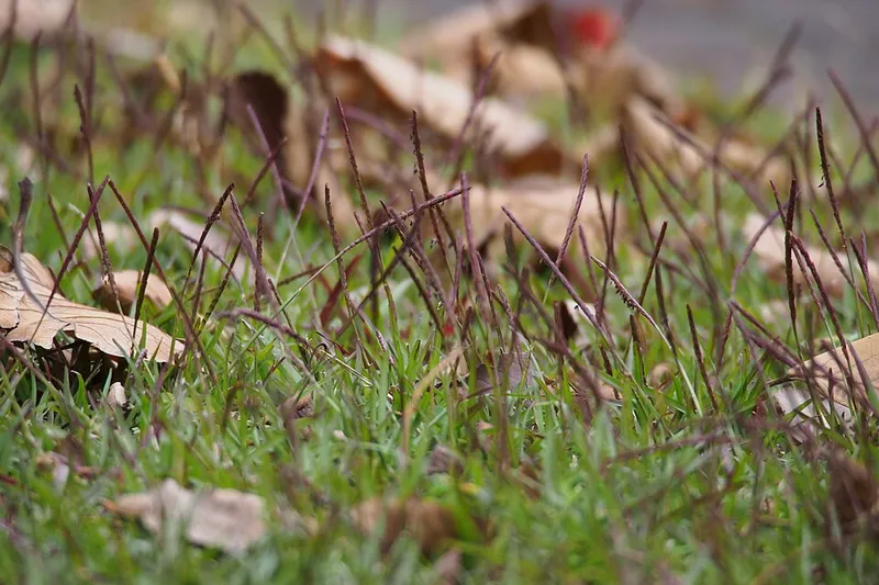 Centipede Grass (Eremochloa ophiuroides) in Middle Tennessee