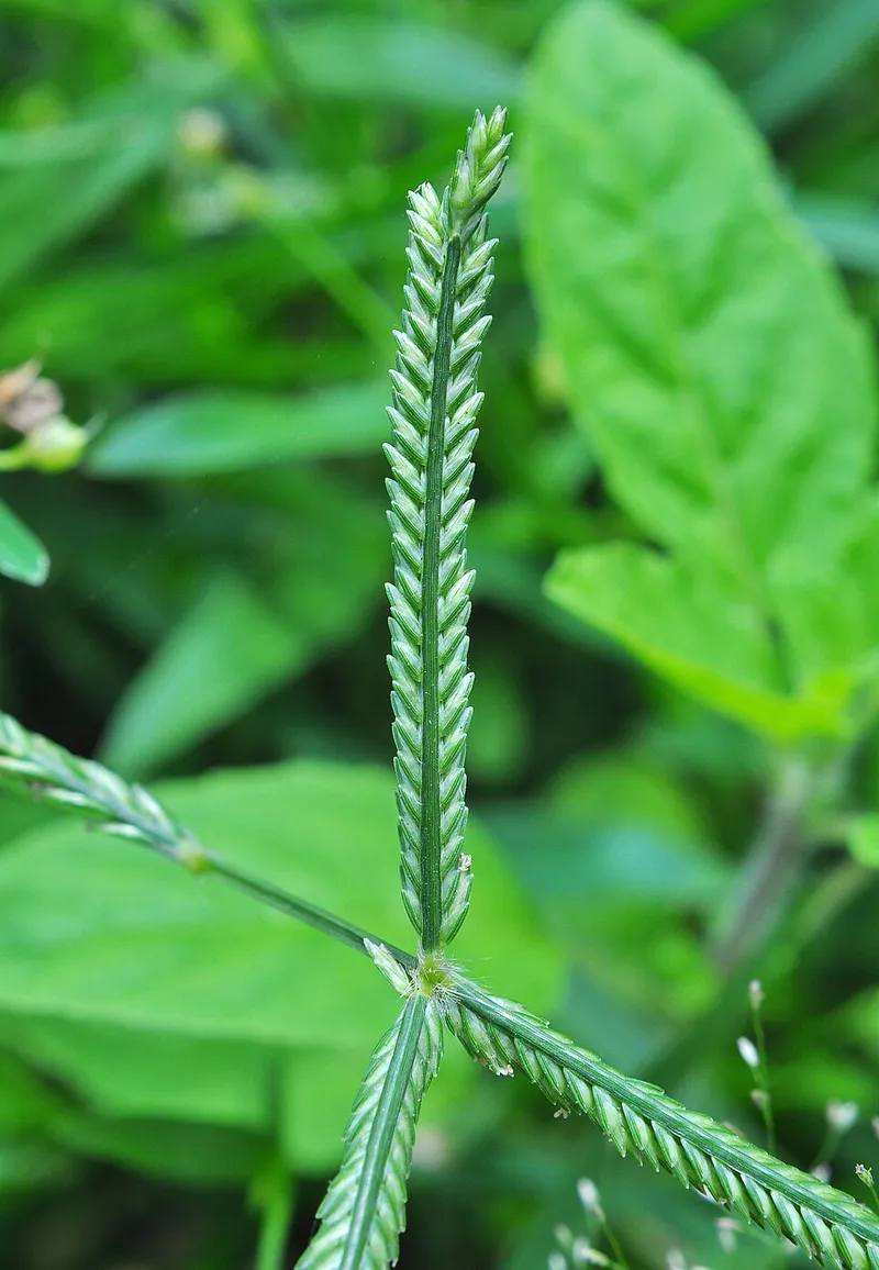 Common Bermuda Grass (Cynodon dactylon) — landscape plant in Middle Tennessee