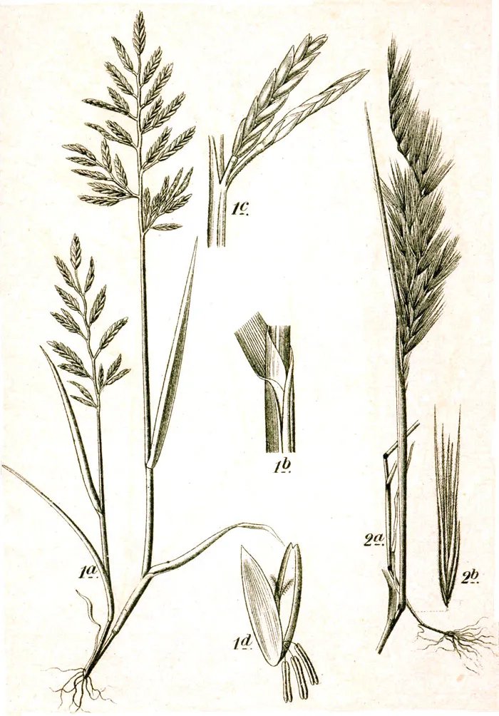 Fine Fescues (Festuca spp.) in Middle Tennessee