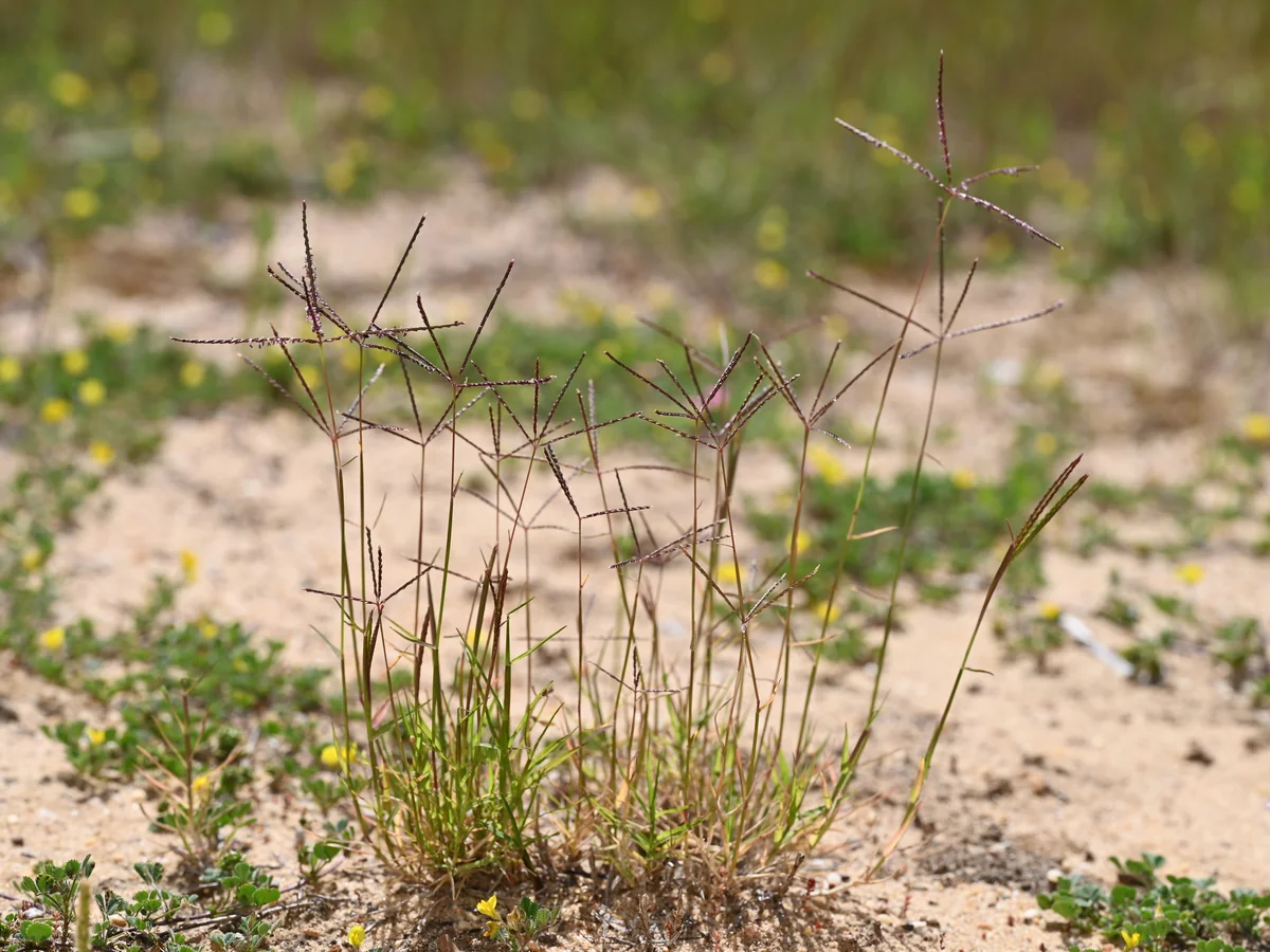 Hybrid Bermuda Grass thumbnail 2