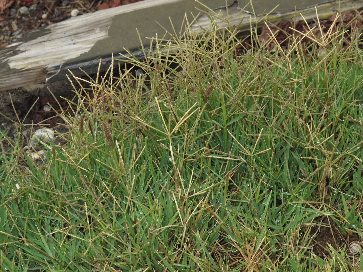 Hybrid Bermuda Grass thumbnail 3