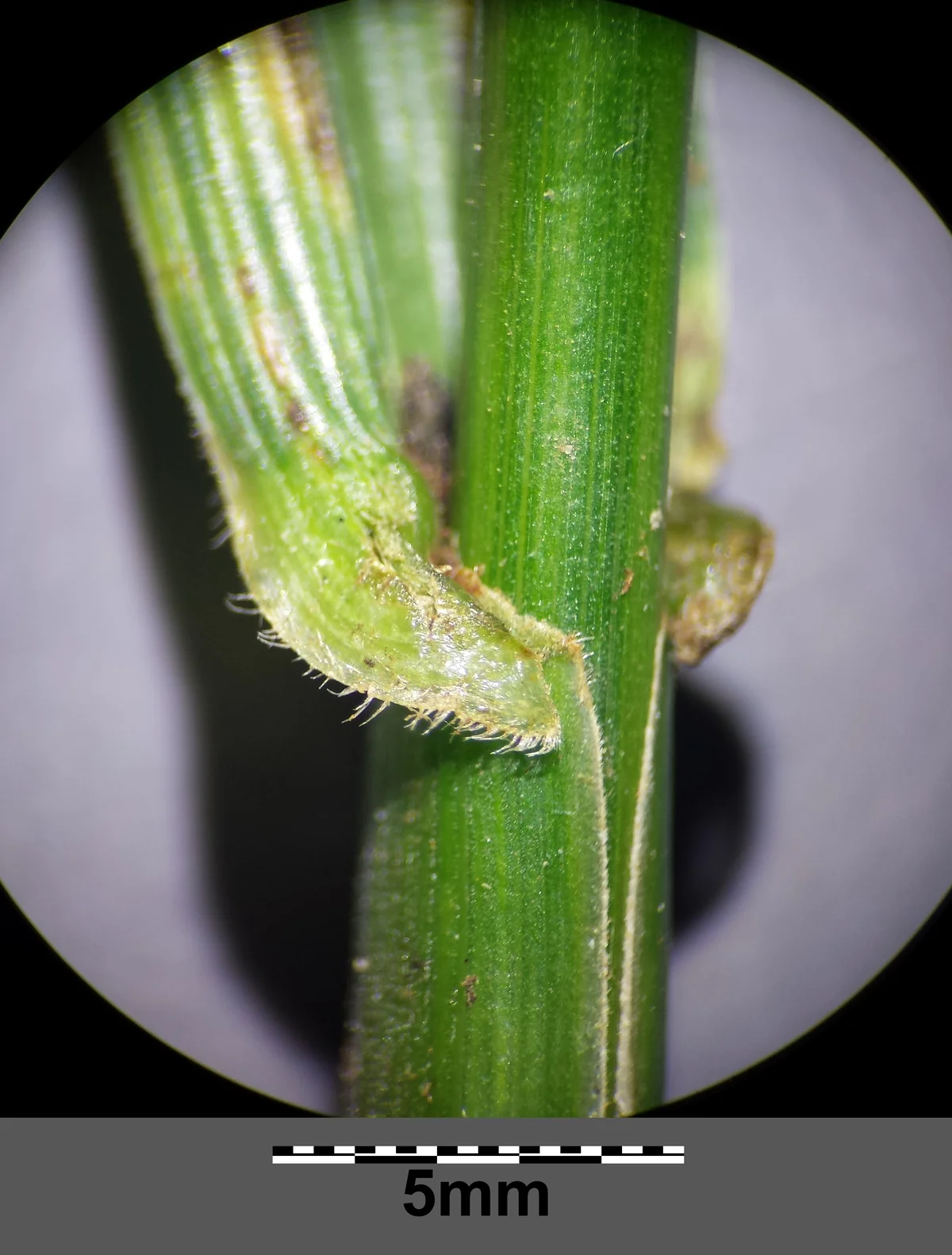 Kentucky 31 Fescue thumbnail 2