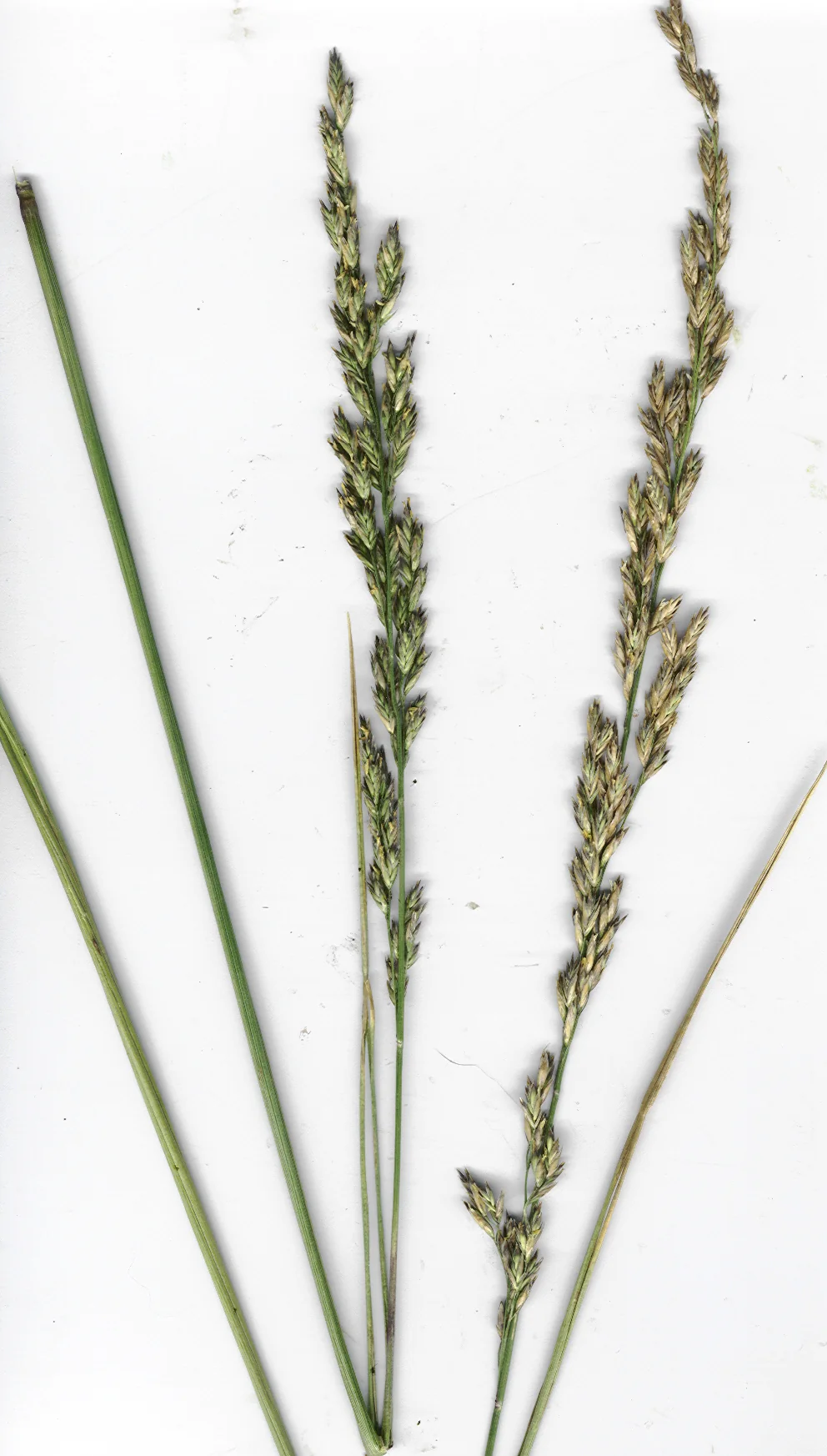 Kentucky 31 Fescue thumbnail 3