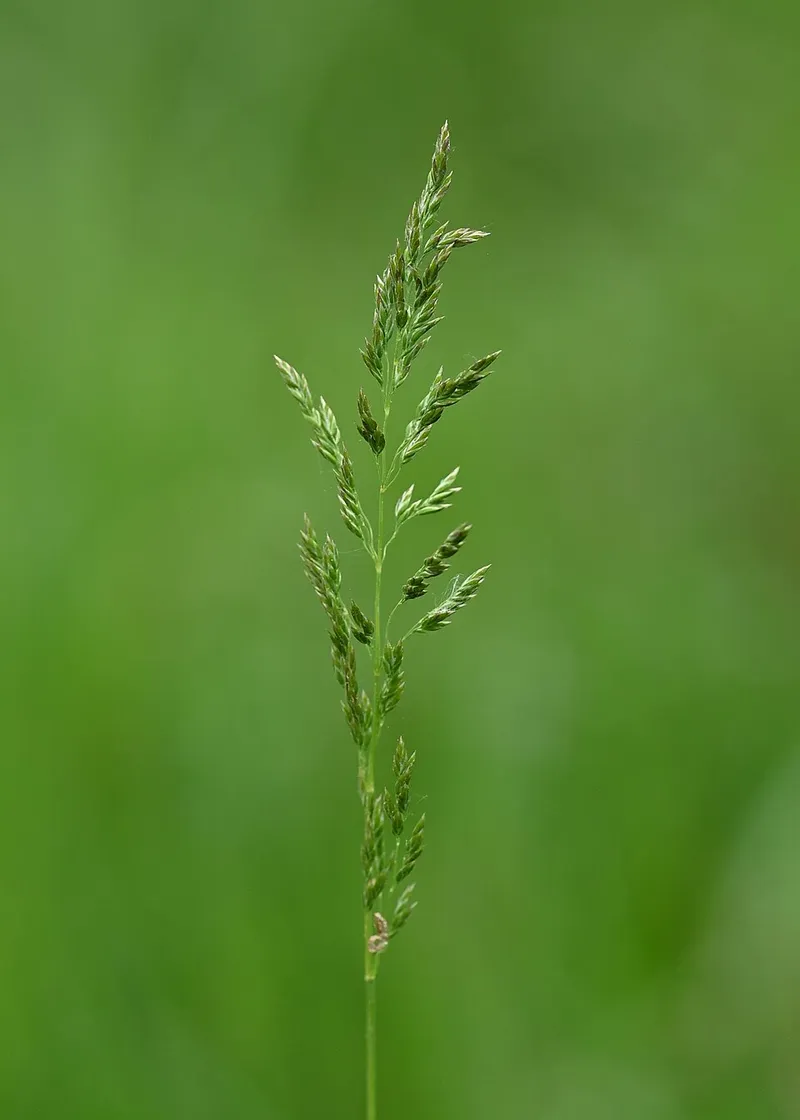 Kentucky Bluegrass (Poa pratensis) in Middle Tennessee