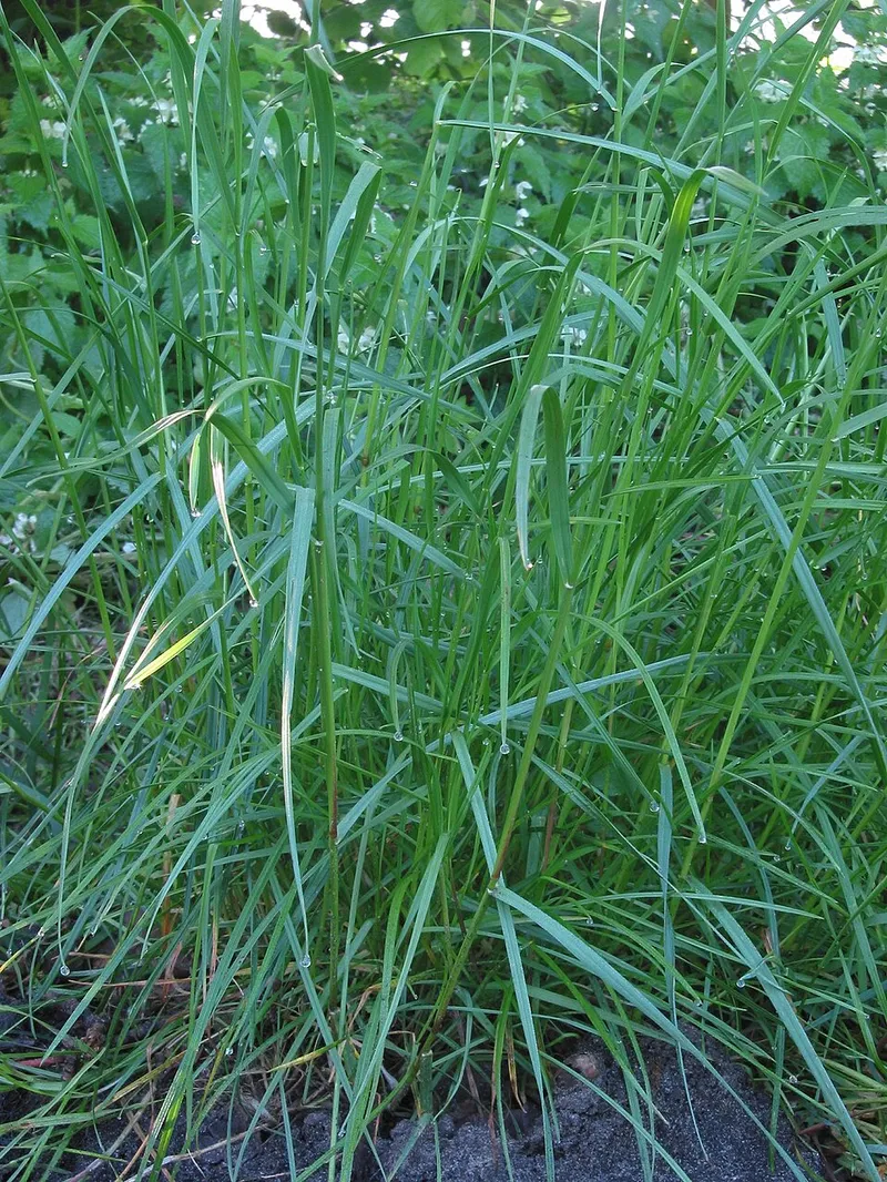 Perennial Ryegrass (Lolium perenne) in Middle Tennessee