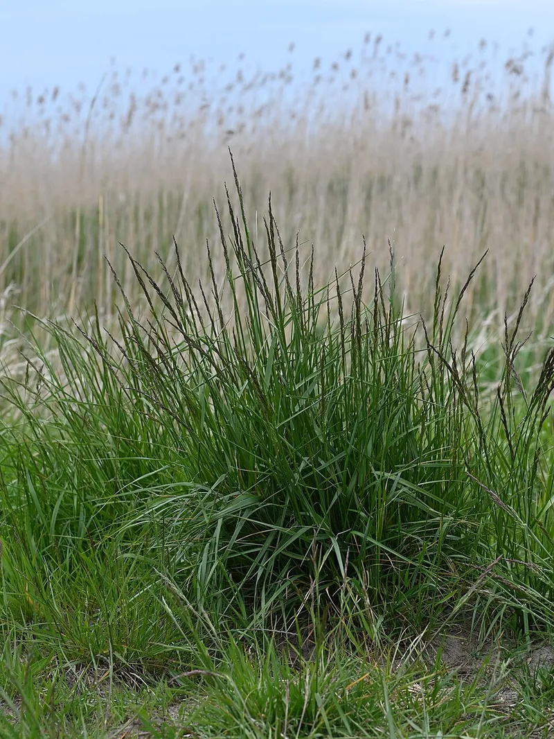 Turfgrasses in Middle Tennessee