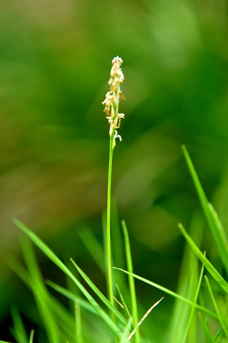 Zoysia Varieties (Zoysia japonica, Zoysia matrella, Zoysia pacifica) in Middle Tennessee