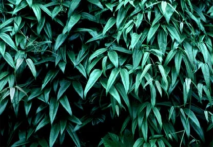 Clematis (Clematis hybrids) in Middle Tennessee