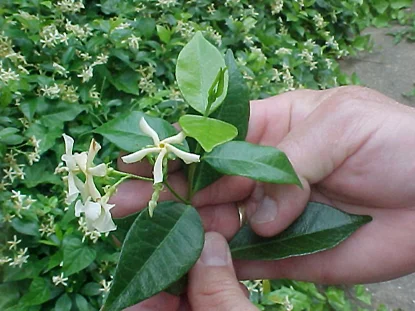 Confederate Jasmine (Trachelospermum jasminoides) in Middle Tennessee