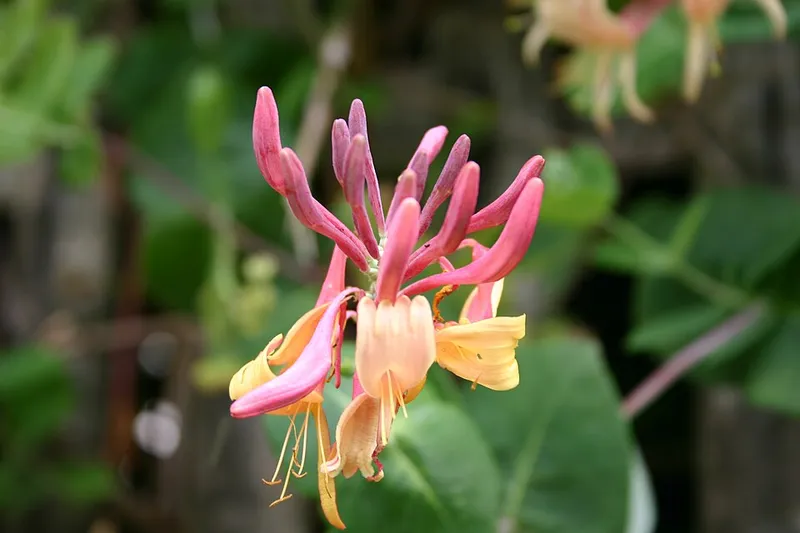 Coral Honeysuckle (Lonicera × heckrottii) in Middle Tennessee
