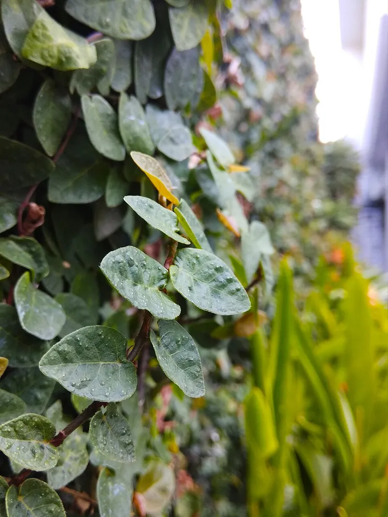 Creeping Fig (Ficus pumila) in Middle Tennessee
