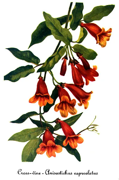 Vines & Climbers in Middle Tennessee