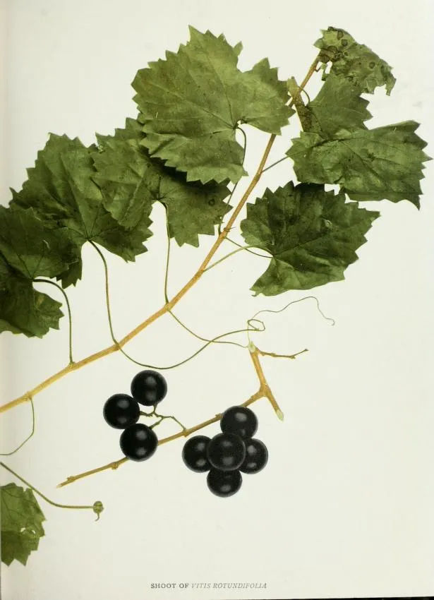 Muscadine Grape (Vitis rotundifolia) in Middle Tennessee