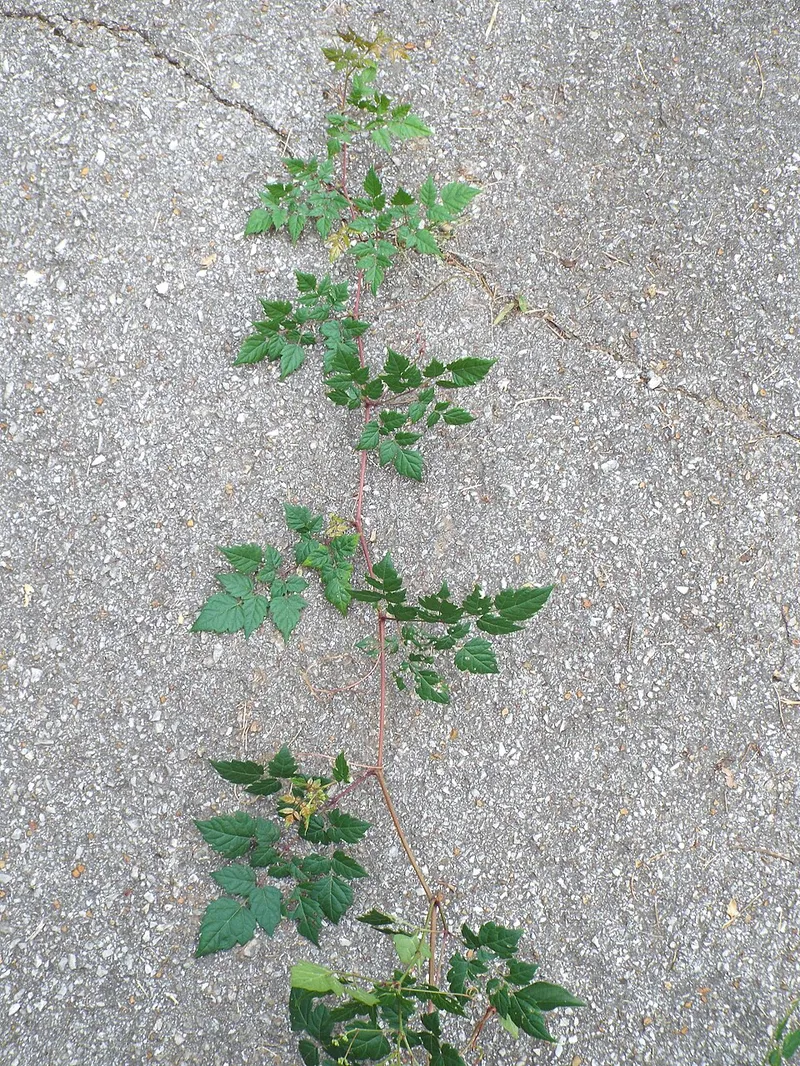 Peppervine (Ampelopsis arborea) in Middle Tennessee