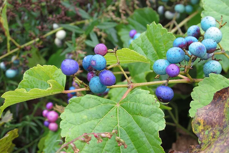Porcelain Berry (Ampelopsis brevipedunculata) in Middle Tennessee