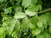 Trumpetcreeper in Middle Tennessee