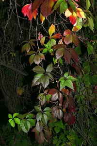 Virginia Creeper in Middle Tennessee